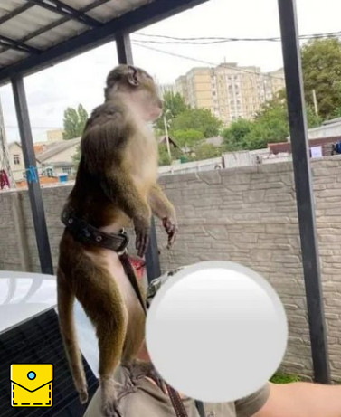 Обезьяна не агрессивный спокойный привита