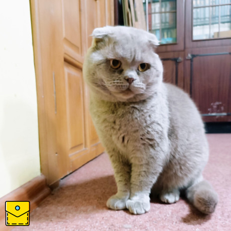 Василий - Лиловый вислоухий кот